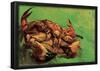 Vincent Van Gogh Crab on Its Back Art Print Poster-null-Framed Poster