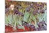 Vincent Van Gogh Irises Art Print Poster-null-Mounted Poster