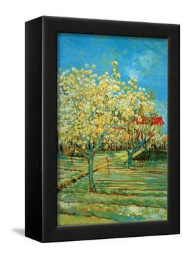 Orchard in Blossom by Cypresses (van Gogh) Framed Canvas Prints at ...