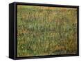 Canvas Black
