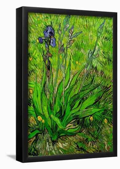 Vincent Van Gogh The Iris Art Print Poster-null-Framed Poster