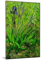 Vincent Van Gogh The Iris Art Print Poster-null-Mounted Poster