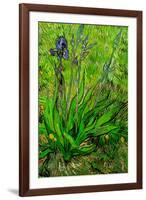 Vincent van Gogh The Iris-Vincent van Gogh-Framed Art Print