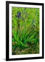 Vincent van Gogh The Iris-Vincent van Gogh-Framed Art Print