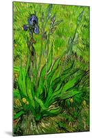 Vincent van Gogh The Iris-Vincent van Gogh-Mounted Art Print