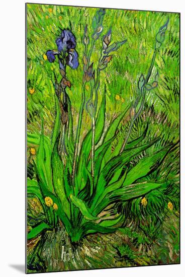 Vincent van Gogh The Iris-Vincent van Gogh-Mounted Art Print