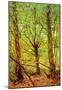 Vincent Van Gogh Trees and Undergrowth Art Print Poster-null-Mounted Poster