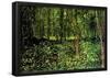 Vincent Van Gogh Trees and Undergrowth Forest Art Print Poster-null-Framed Poster