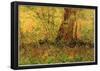 Vincent Van Gogh Undergrowth Art Print Poster-null-Framed Poster