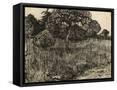 Canvas Black