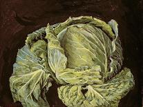 Cabbage Still Life, 2000-Vincent Yorke-Mounted Giclee Print