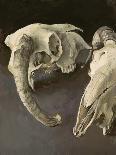Sheep Skulls, 2001-Vincent Yorke-Giclee Print