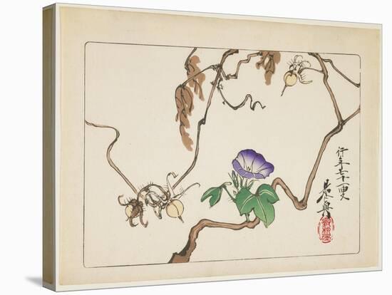 Vine and Seeds of Morning Glory, 1877-Shibata Zeshin-Stretched Canvas