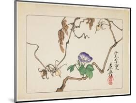 Vine and Seeds of Morning Glory, 1877-Shibata Zeshin-Mounted Giclee Print