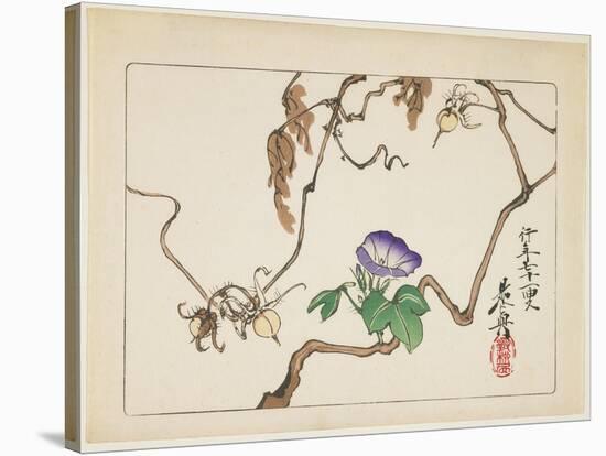 Vine and Seeds of Morning Glory, 1877-Shibata Zeshin-Stretched Canvas