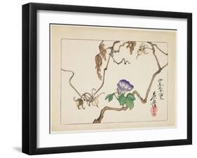 Vine and Seeds of Morning Glory, 1877-Shibata Zeshin-Framed Giclee Print