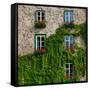 Vine covered stone house and windows, Quebec City, Quebec, Canada-null-Framed Stretched Canvas