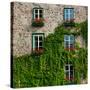 Vine covered stone house and windows, Quebec City, Quebec, Canada-null-Stretched Canvas