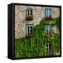 Vine covered stone house and windows, Quebec City, Quebec, Canada-null-Framed Stretched Canvas