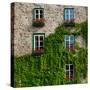 Vine covered stone house and windows, Quebec City, Quebec, Canada-null-Stretched Canvas