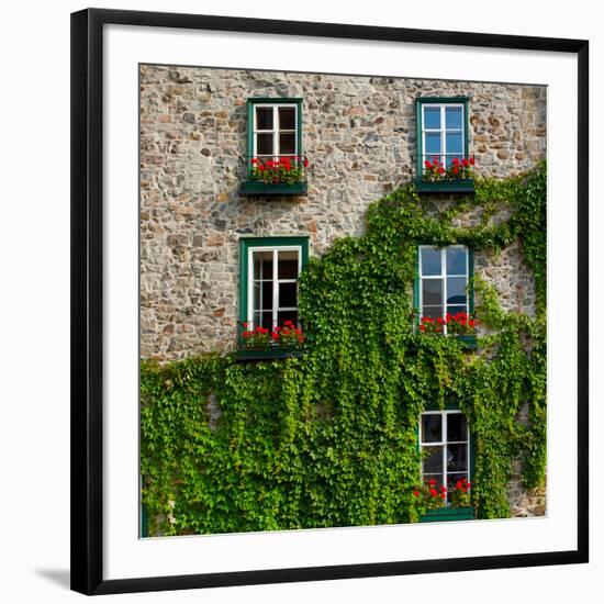 Vine covered stone house and windows, Quebec City, Quebec, Canada-null-Framed Photographic Print