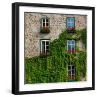 Vine covered stone house and windows, Quebec City, Quebec, Canada-null-Framed Photographic Print