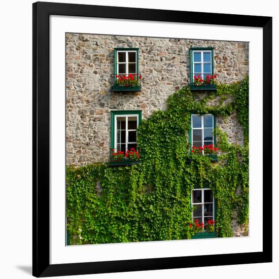 Vine covered stone house and windows, Quebec City, Quebec, Canada-null-Framed Photographic Print