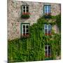 Vine covered stone house and windows, Quebec City, Quebec, Canada-null-Mounted Photographic Print