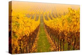 Vine Crop in a Vineyard, Riquewihr, Alsace, France-null-Stretched Canvas