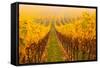 Vine Crop in a Vineyard, Riquewihr, Alsace, France-null-Framed Stretched Canvas