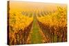 Vine Crop in a Vineyard, Riquewihr, Alsace, France-null-Stretched Canvas