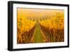 Vine Crop in a Vineyard, Riquewihr, Alsace, France-null-Framed Photographic Print