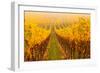 Vine Crop in a Vineyard, Riquewihr, Alsace, France-null-Framed Photographic Print