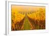 Vine Crop in a Vineyard, Riquewihr, Alsace, France-null-Framed Photographic Print