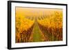 Vine Crop in a Vineyard, Riquewihr, Alsace, France-null-Framed Photographic Print