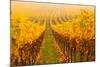 Vine Crop in a Vineyard, Riquewihr, Alsace, France-null-Mounted Photographic Print