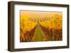 Vine Crop in a Vineyard, Riquewihr, Alsace, France-null-Framed Photographic Print