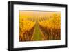 Vine Crop in a Vineyard, Riquewihr, Alsace, France-null-Framed Photographic Print