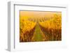 Vine Crop in a Vineyard, Riquewihr, Alsace, France-null-Framed Photographic Print