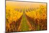 Vine Crop in a Vineyard, Riquewihr, Alsace, France-null-Mounted Photographic Print