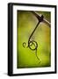 Vine Curl 1-Jessica Rogers-Framed Giclee Print