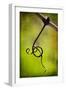 Vine Curl 1-Jessica Rogers-Framed Giclee Print