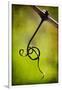 Vine Curl 1-Jessica Rogers-Framed Giclee Print