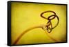 Vine Curl 2-Jessica Rogers-Framed Stretched Canvas