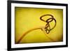 Vine Curl 2-Jessica Rogers-Framed Giclee Print