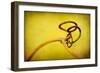 Vine Curl 2-Jessica Rogers-Framed Giclee Print