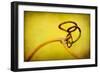 Vine Curl 2-Jessica Rogers-Framed Giclee Print