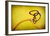 Vine Curl 2-Jessica Rogers-Framed Giclee Print