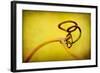 Vine Curl 2-Jessica Rogers-Framed Giclee Print