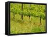 Vine Detail, Grape Vineyard, Greve, II Chianti, Tuscany, Italy-Walter Bibikow-Framed Stretched Canvas